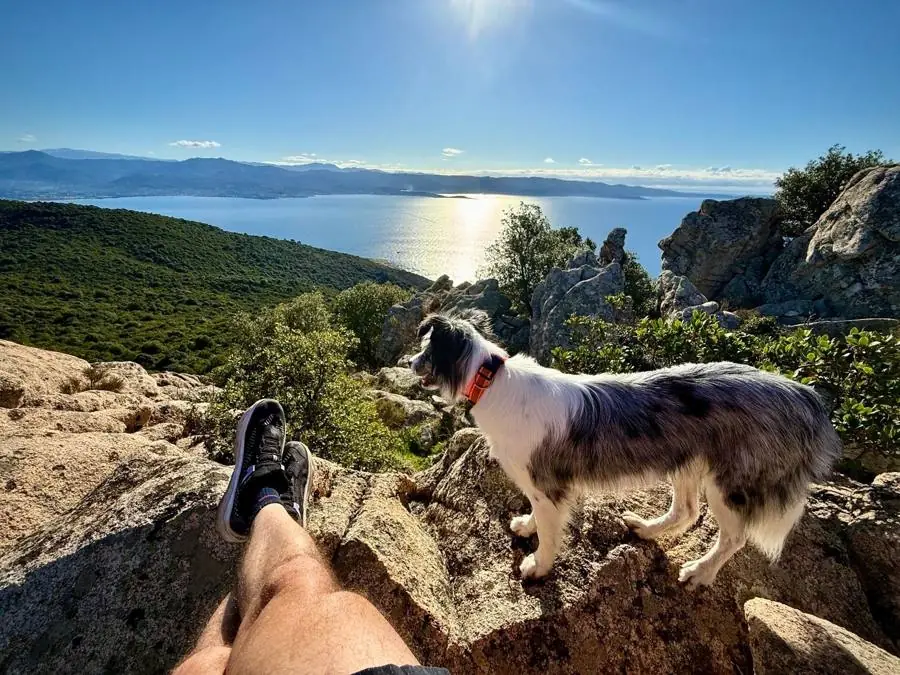 Une pause au sommet, le chien devant le golfe d'Ajaccio